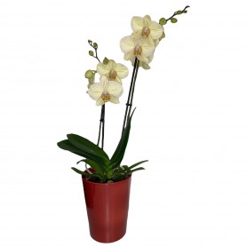 ORCHIDEE 2 TIGES