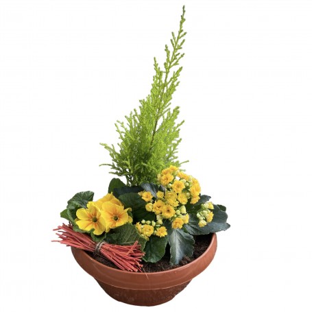 COUPE DE PLANTES