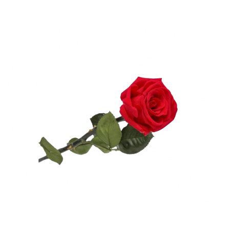 ROSE ETERNELLE