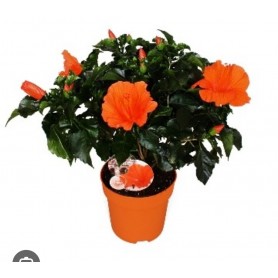 HIBISCUS