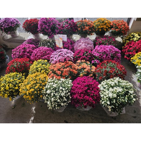 CHRYSANTHEME 30/40CM