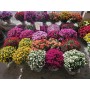 CHRYSANTHEME 30/40CM