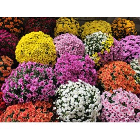 CHRYSANTHEME 50/60cm