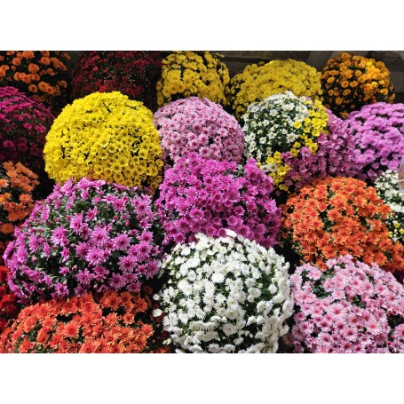 CHRYSANTHEME 50/60cm
