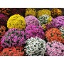 CHRYSANTHEME 50/60cm