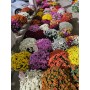CHRYSANTHEME 50/60cm