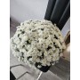 CHRYSANTHEME 50/60cm