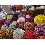 CHRYSANTHEME 50/60cm