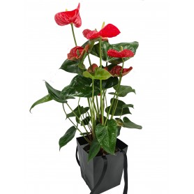 ANTHURIUM
