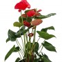 ANTHURIUM