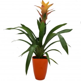 GUZMANIA