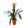 GUZMANIA