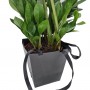 ZAMIOCULCAS