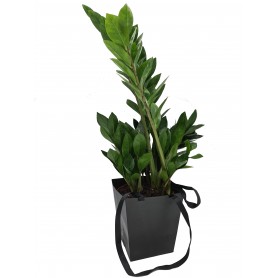 ZAMIOCULCAS