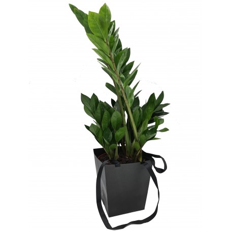 ZAMIOCULCAS