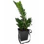 ZAMIOCULCAS