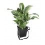 SPATHIPHYLLUM