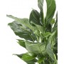 SPATHIPHYLLUM