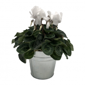 CYCLAMEN