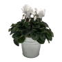 CYCLAMEN