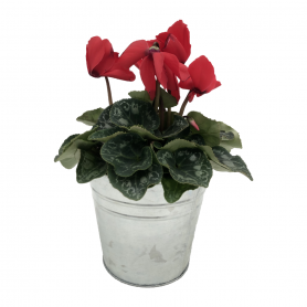 CYCLAMEN ROUGE